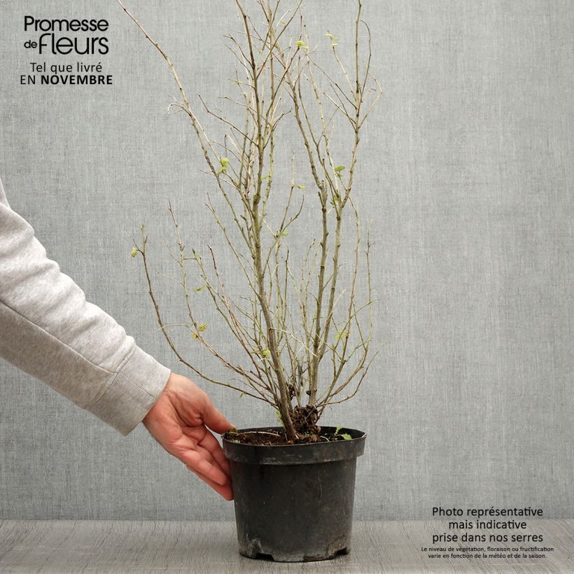 Esimerkki syksyllä toimitetusta Holodiscus discolor 4 litran/5 litran ruukku-taimesta