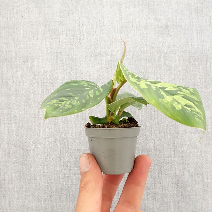 Esimerkki keväällä toimitetusta Aglaonema wallisii Camouflage Minikasvi-taimesta