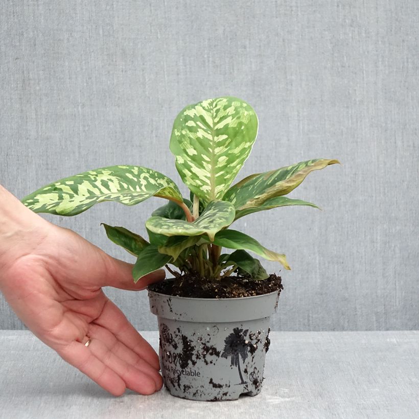 Esimerkki keväällä toimitetusta Aglaonema wallisii Camouflage 12 cm / 13 cm ruukku-taimesta