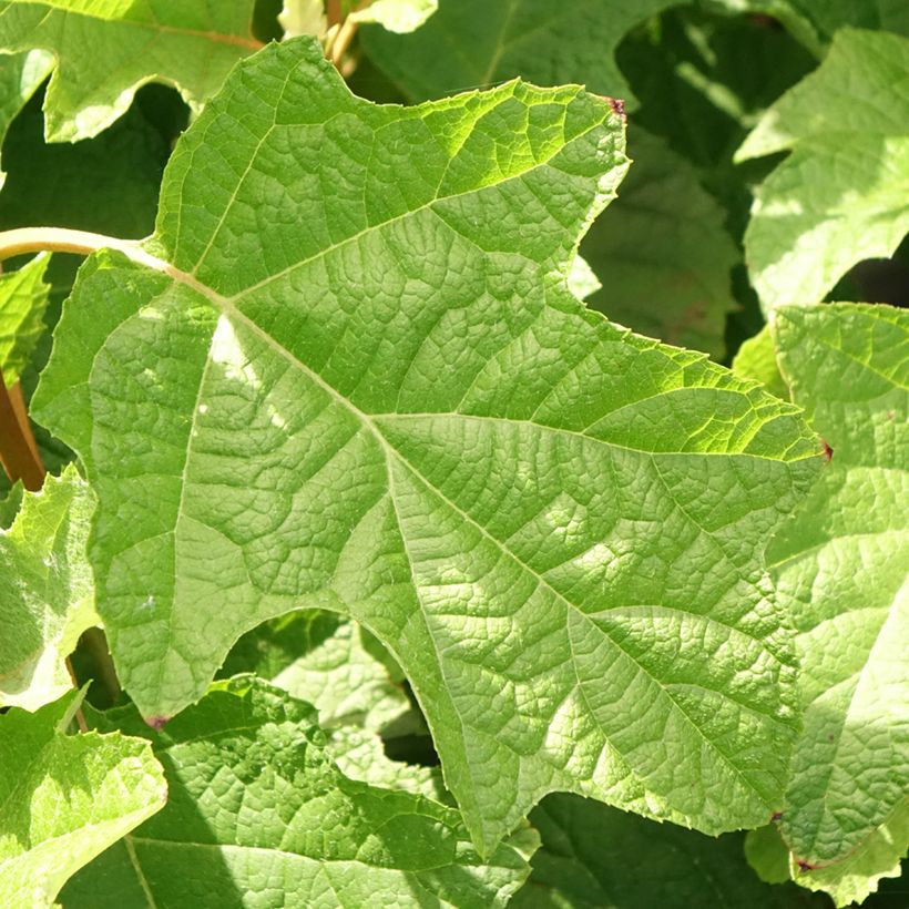 Tammihortensia Gatsby Star (Lehvistö)