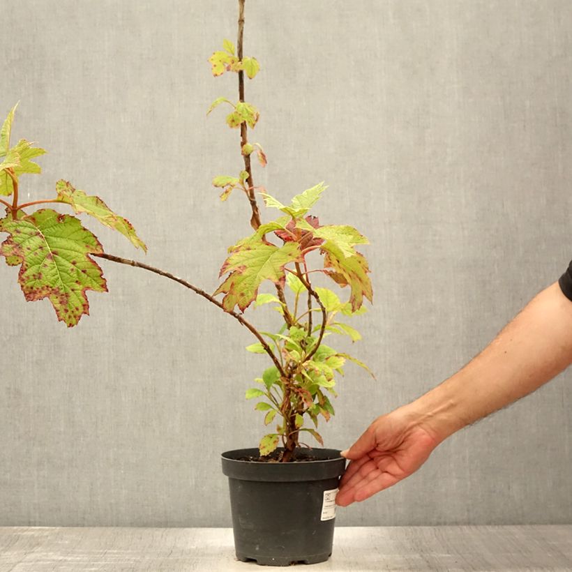 Esimerkki kesällä toimitetusta Tammihortensia Sike's Dwarf 2 litran/3 litran ruukku-taimesta