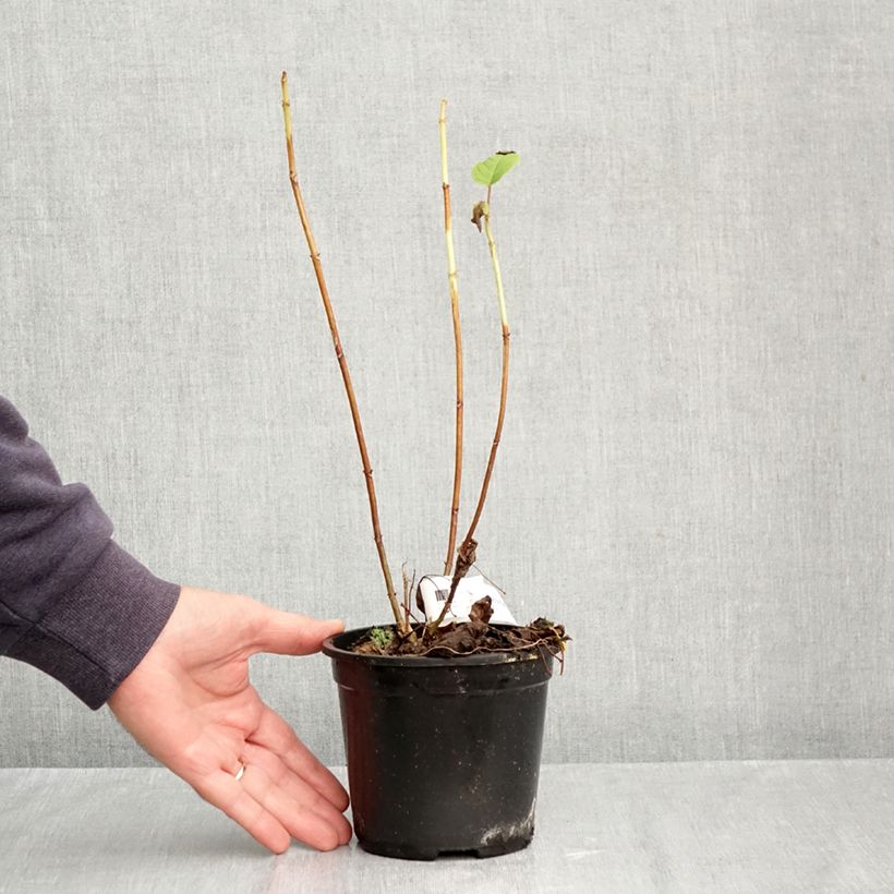 Esimerkki syksyllä toimitetusta Pallohortensia Annabelle 12 cm / 13 cm ruukku-taimesta