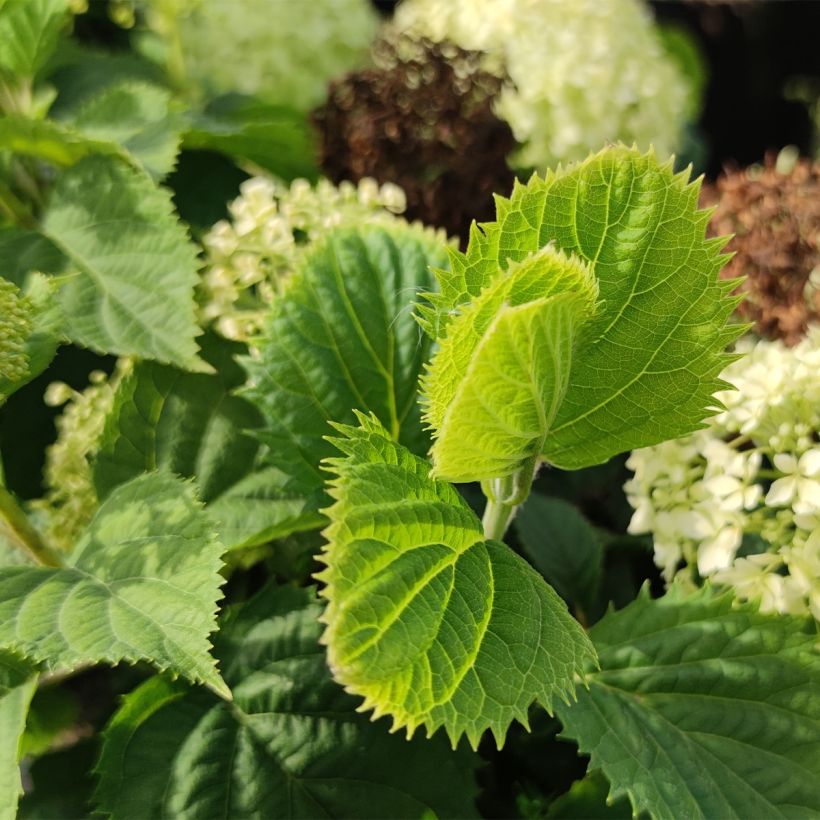 Pallohortensia BellaRagazza Limetta (Lehvistö)