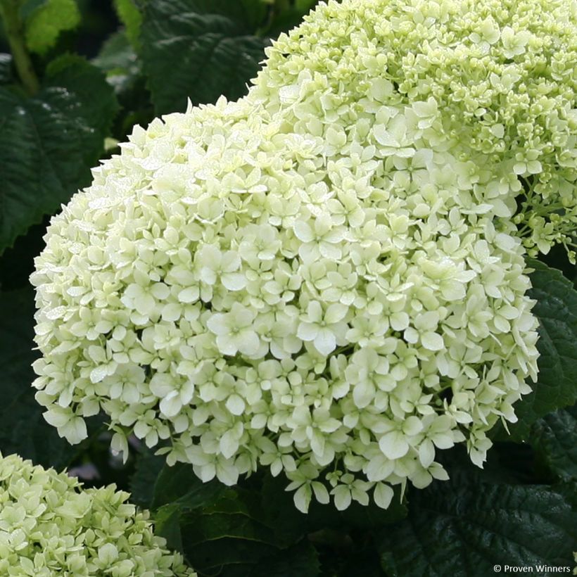 Pallohortensia BellaRagazza Limetta (Kukinta)