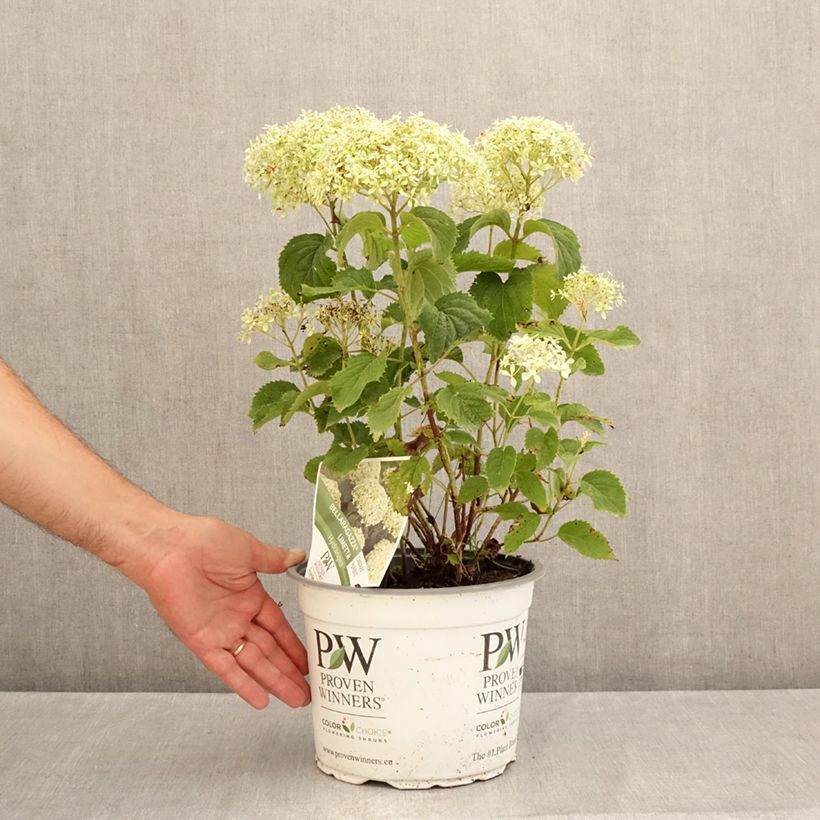 Esimerkki kesällä toimitetusta Pallohortensia BellaRagazza Limetta 4 litran/5 litran ruukku-taimesta