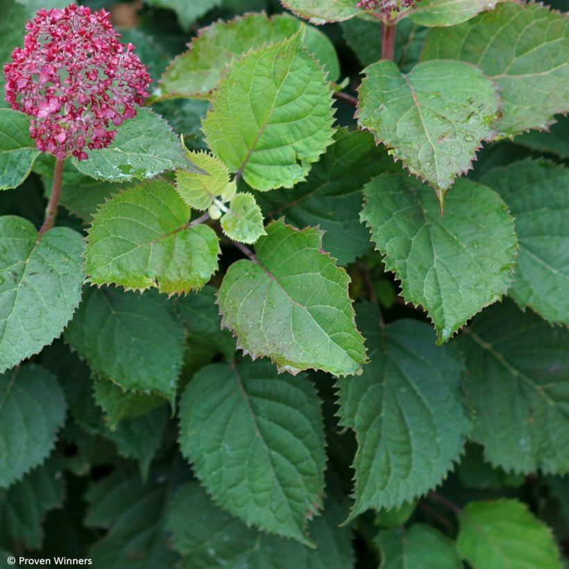 Pallohortensia BellaRagazza Mauvette (Lehvistö)