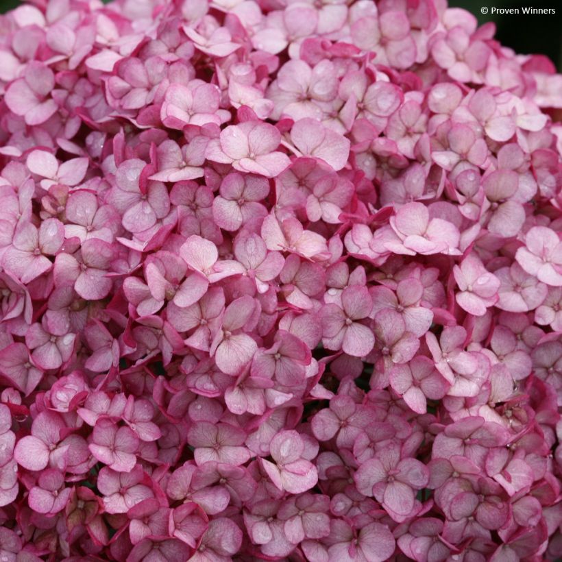 Pallohortensia BellaRagazza Mauvette (Kukinta)