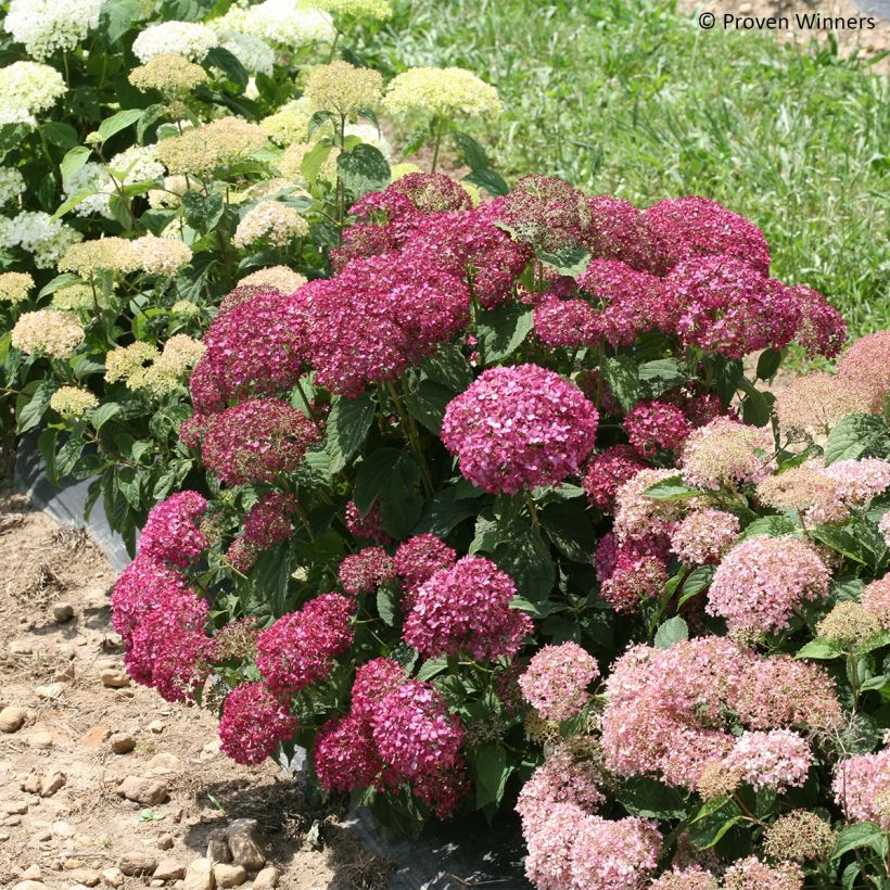 Pallohortensia BellaRagazza Mauvette (Kasvutapa)