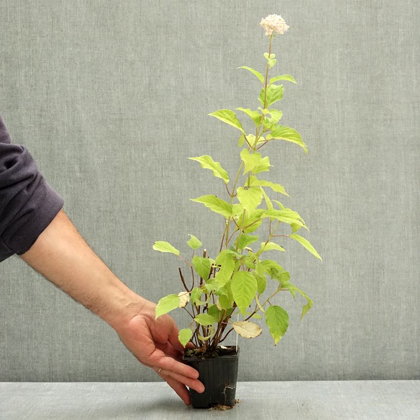 Esimerkki kesällä toimitetusta Pallohortensia Candybelle Marshmallow 8/9 cm taimiruukku-taimesta