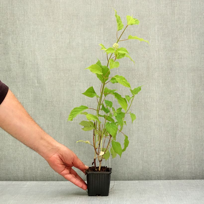 Esimerkki keväällä toimitetusta Pallohortensia Candybelle Marshmallow 8/9 cm taimiruukku-taimesta