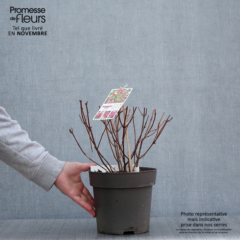 Esimerkki syksyllä toimitetusta Pallohortensia Candybelle Sorbet 4 litran/5 litran ruukku-taimesta