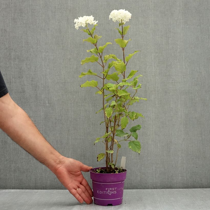 Esimerkki kesällä toimitetusta Pallohortensia FlowerWOW 1 litran / 1,5 litran ruukku-taimesta