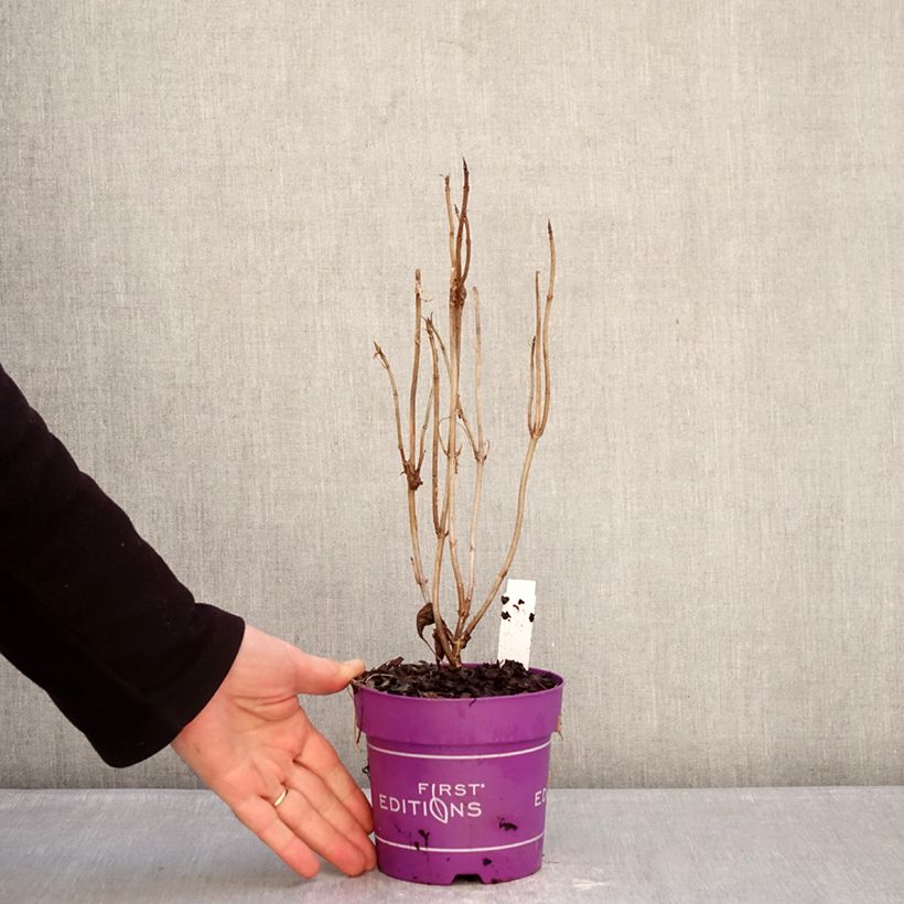 Esimerkki talvella toimitetusta Pallohortensia FlowerWOW 1 litran / 1,5 litran ruukku-taimesta