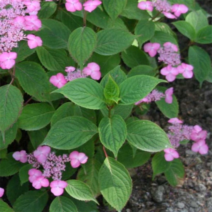 Safiirihortensia Avelroz (Lehvistö)