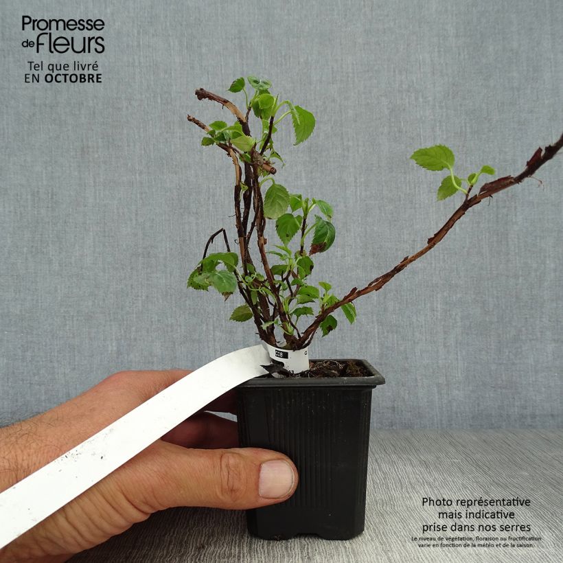 Esimerkki syksyllä toimitetusta Köynnöshortensia - Hydrangea anomala subsp. petiolaris 8/9 cm taimiruukku-taimesta