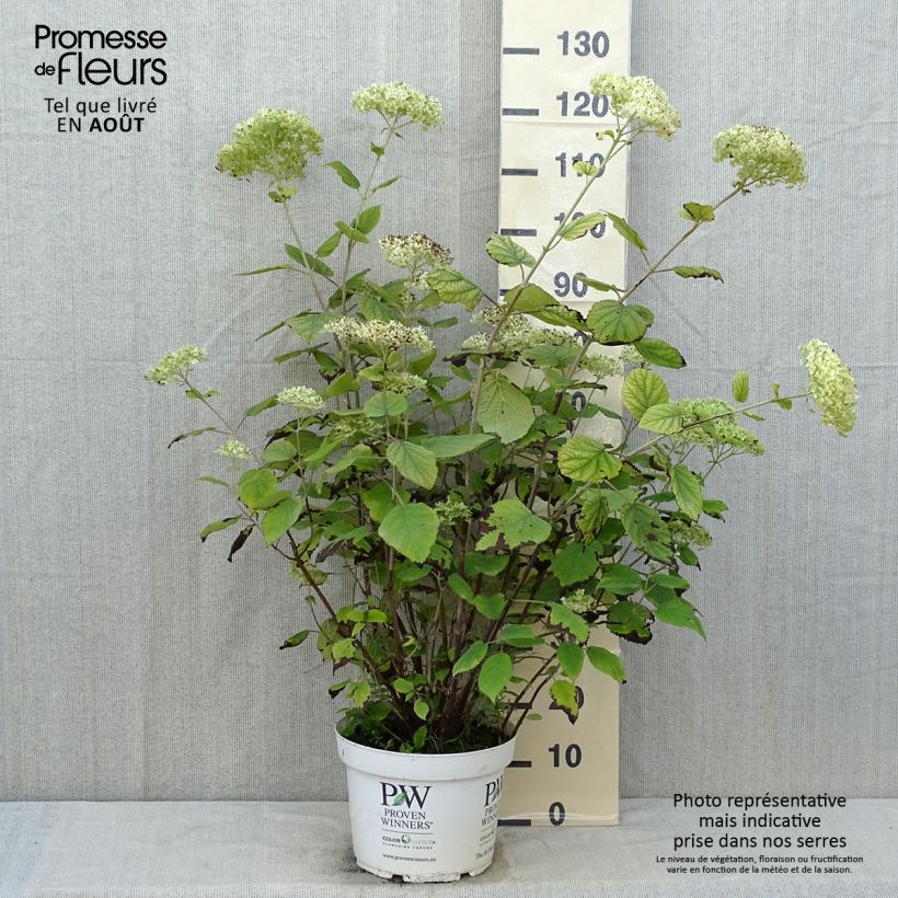 Esimerkki kesällä toimitetusta Pallohortensia Lime Rickey 7,5 litran / 10 litran ruukku-taimesta