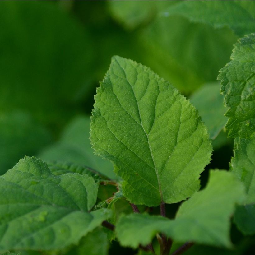 Pallohortensia Annabelle (Lehvistö)