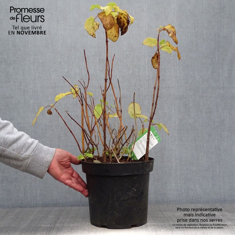 Esimerkki syksyllä toimitetusta Pallohortensia Annabelle 6 litran/7 litran ruukku-taimesta