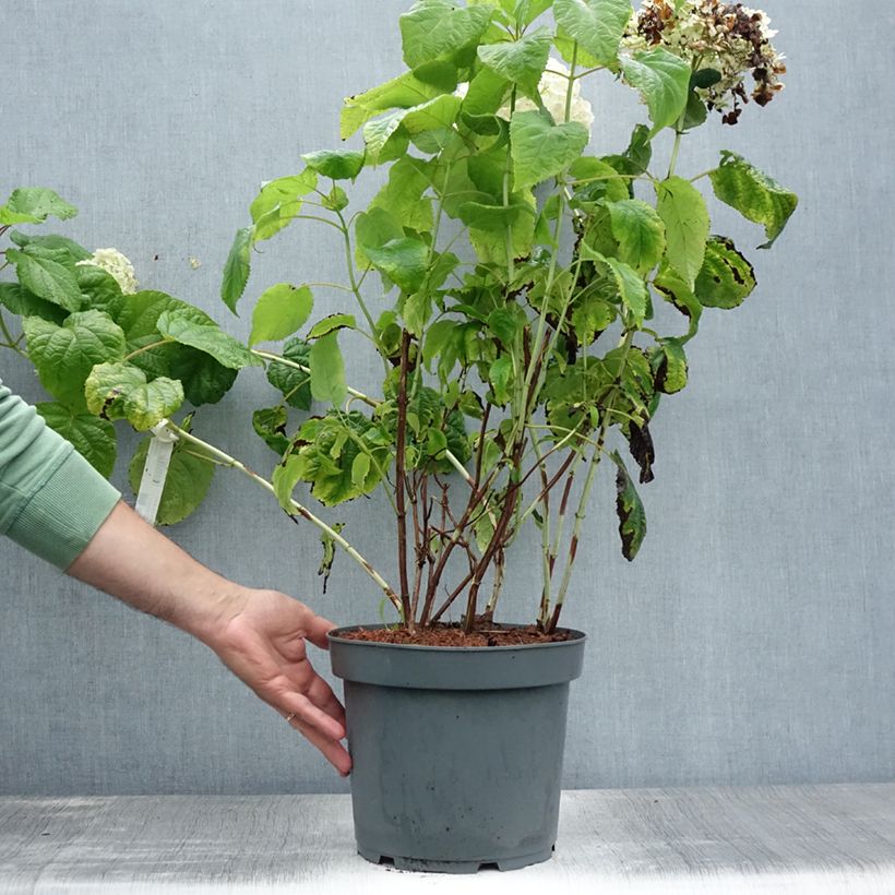 Esimerkki kesällä toimitetusta Pallohortensia Annabelle 6 litran/7 litran ruukku-taimesta
