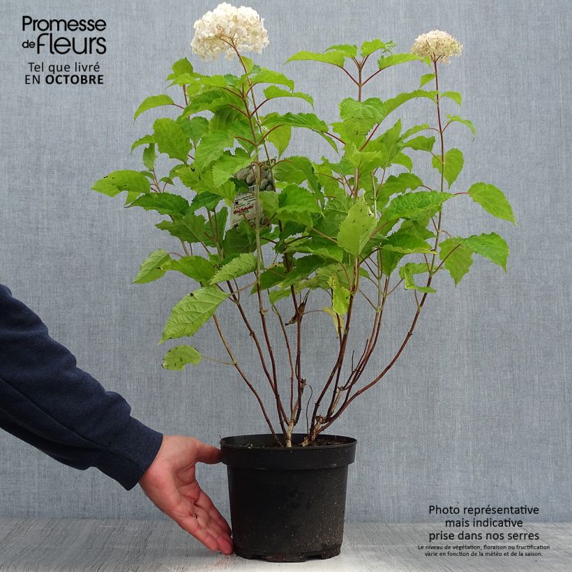Esimerkki syksyllä toimitetusta Pallohortensia Candybelle Marshmallow 3 litran/4 litran ruukku-taimesta