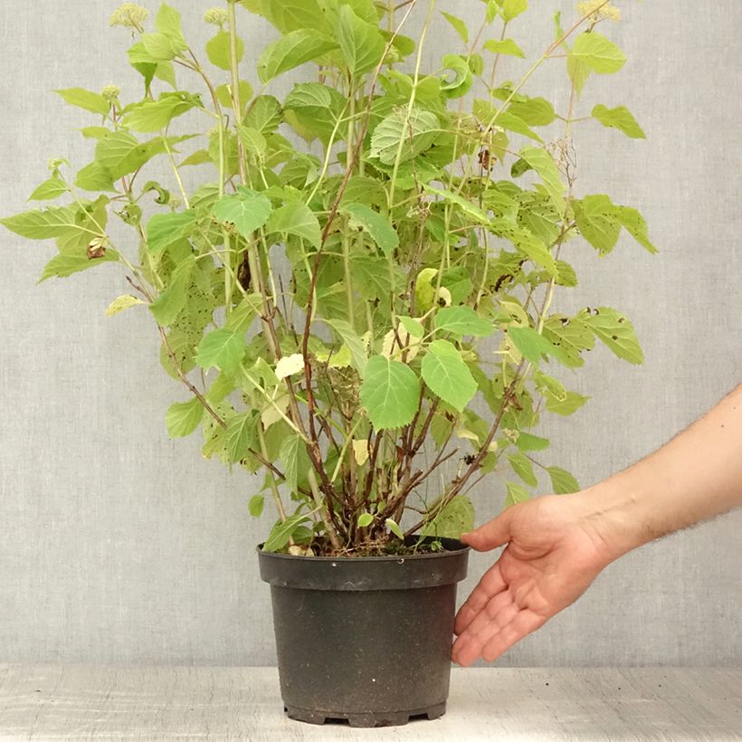 Esimerkki kesällä toimitetusta Pallohortensia Candybelle Marshmallow 3 litran/4 litran ruukku-taimesta
