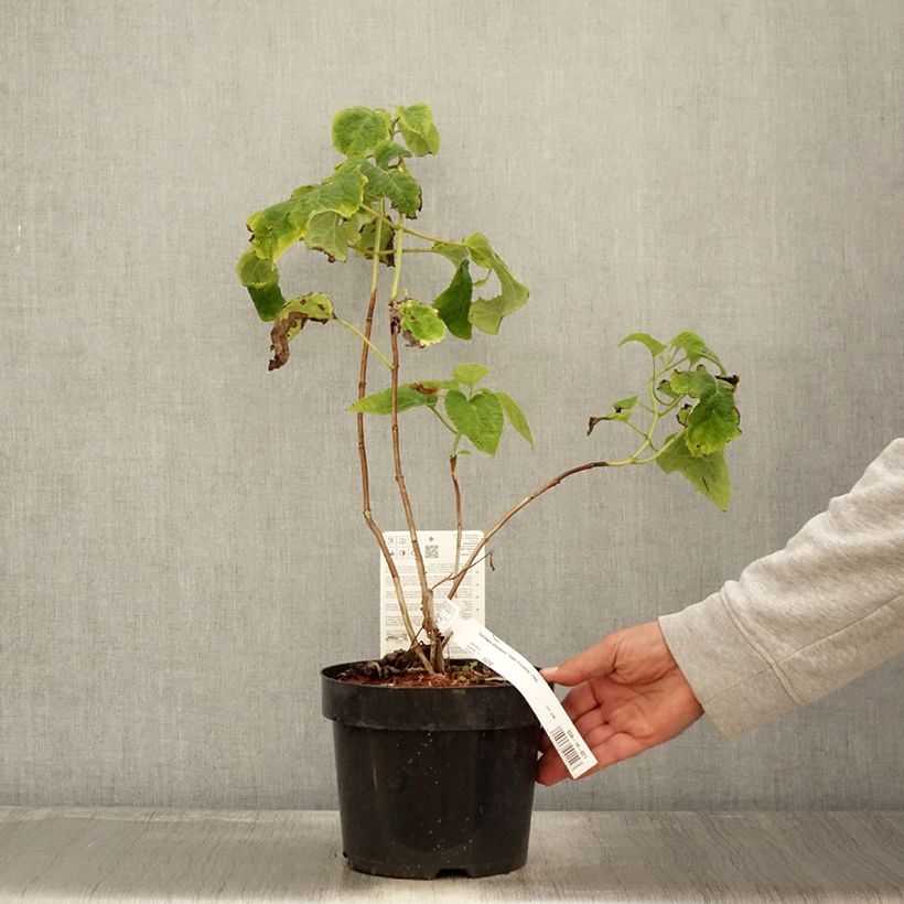 Esimerkki syksyllä toimitetusta Pallohortensia Golden Annabelle 3 litran/4 litran ruukku-taimesta