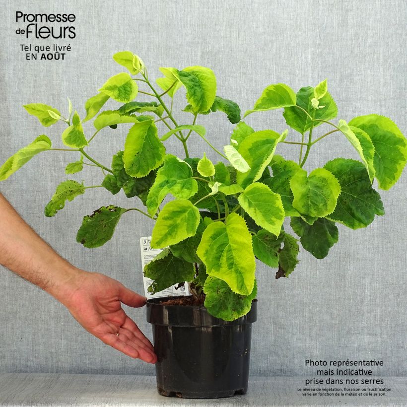 Esimerkki kesällä toimitetusta Pallohortensia Golden Annabelle 3 litran/4 litran ruukku-taimesta