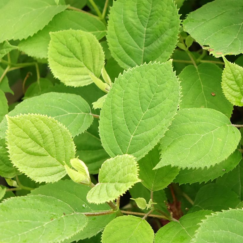Pallohortensia Ruby Annabelle (Lehvistö)