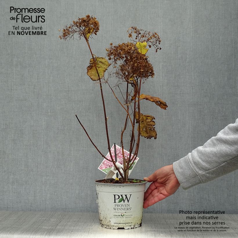 Esimerkki syksyllä toimitetusta Pallohortensia Sweet Annabelle 2 litran/3 litran ruukku, Pensas-taimesta