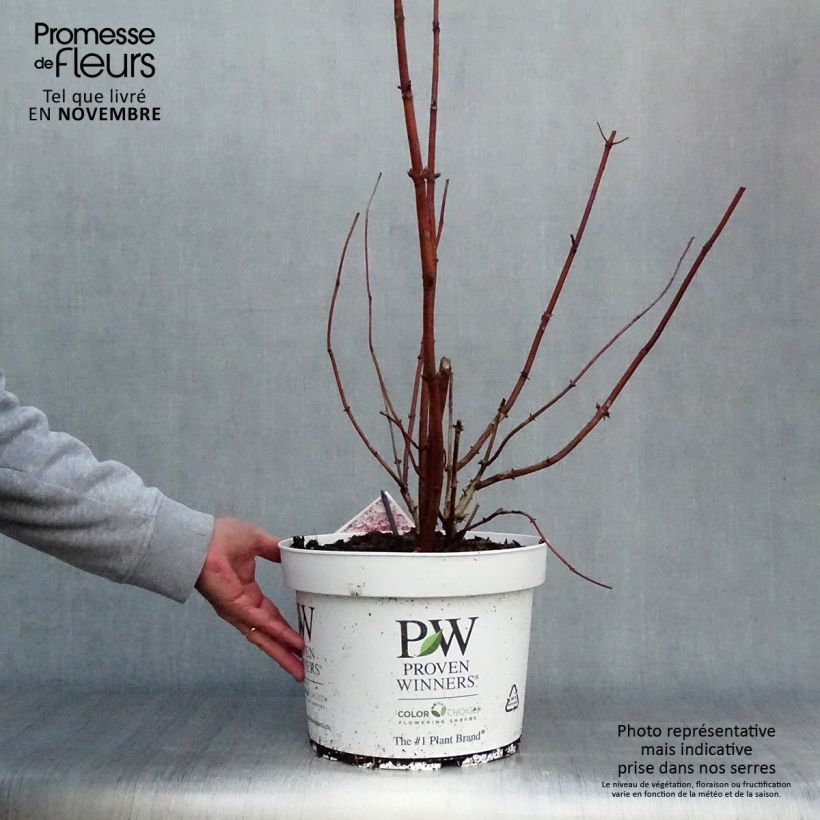 Esimerkki syksyllä toimitetusta Pallohortensia Sweet Annabelle 7,5 litran / 10 litran ruukku-taimesta