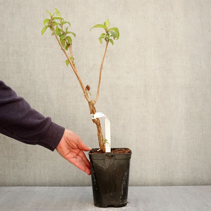 Esimerkki keväällä toimitetusta Samettihortensia Anthony Bullivant 1,5 litran / 2 litran kannu-taimesta