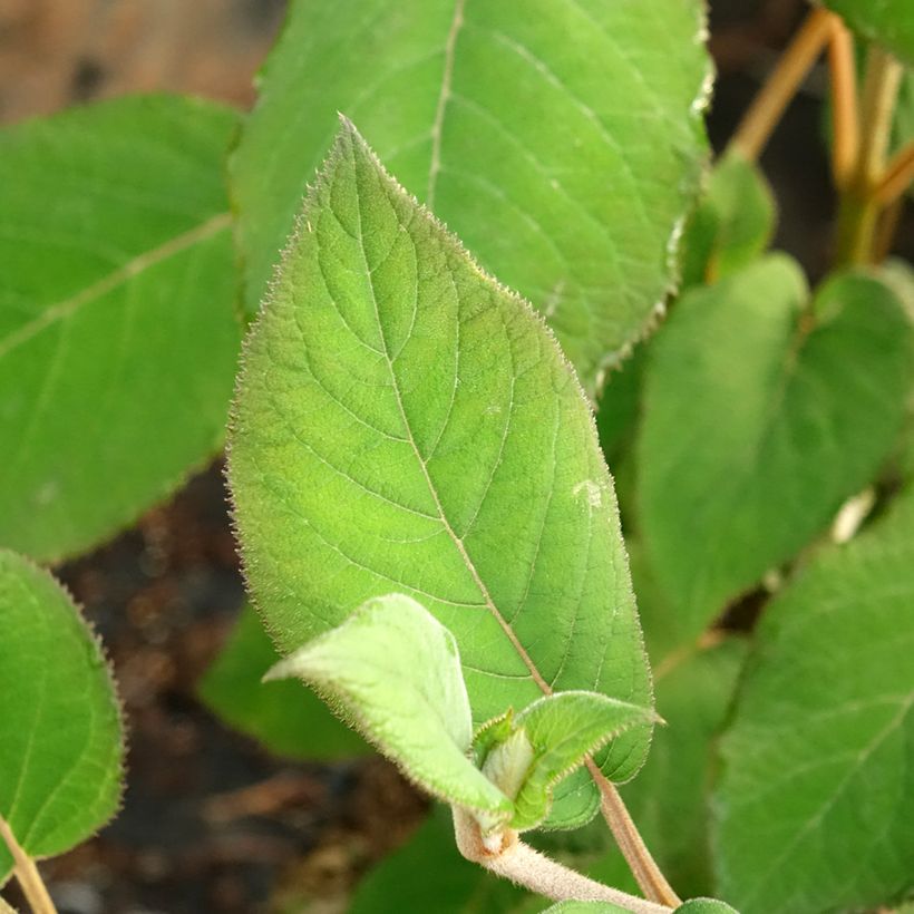 Samettihortensia Bellevue (Lehvistö)