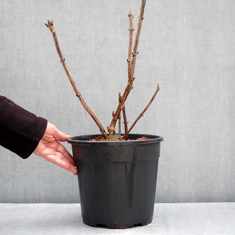 Esimerkki talvella toimitetusta Samettihortensia Kawakami 7,5 litran / 10 litran ruukku-taimesta