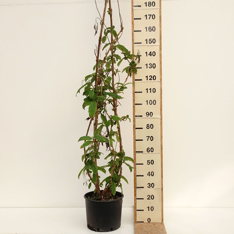 Esimerkki kesällä toimitetusta Samettihortensia Macrophylla 12 litran/15 litran ruukku-taimesta