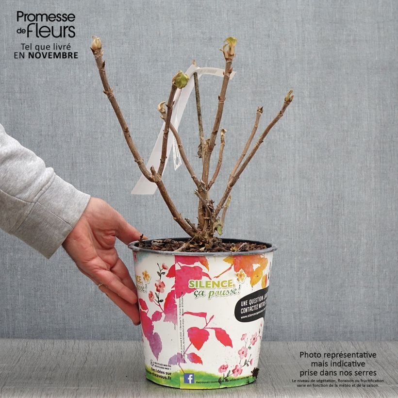 Esimerkki syksyllä toimitetusta Samettihortensia - Hydrangea aspera subsp.sargentiana 3 litran/4 litran ruukku-taimesta