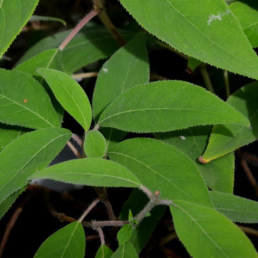 Samettihortensia Villosa (Lehvistö)