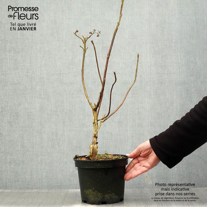 Esimerkki talvella toimitetusta Hortensia - Hydrangea aspera villosa Velvet & Lace Pot de 4L/5L-taimesta