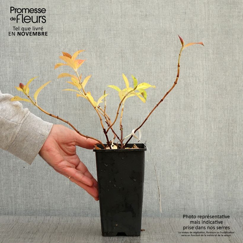 Esimerkki syksyllä toimitetusta Jalohortensia French Bolero 1,5 litran / 2 litran kannu-taimesta