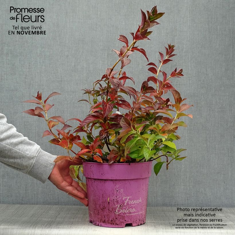 Esimerkki syksyllä toimitetusta Jalohortensia French Bolero 6 litran/7 litran ruukku-taimesta