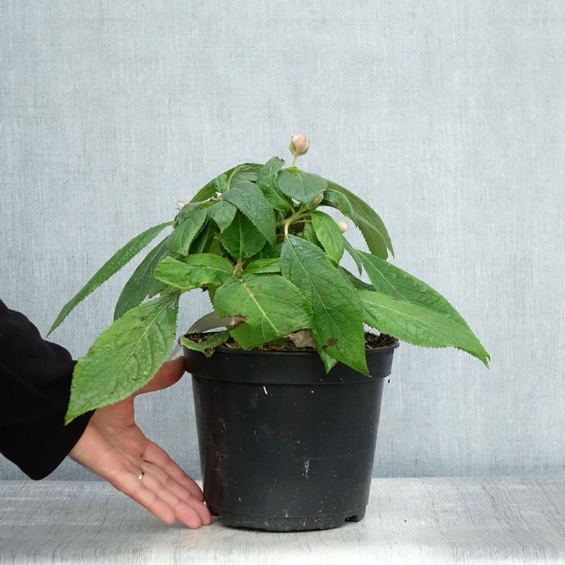 Esimerkki syksyllä toimitetusta Kehtohortensia Late Love 3 litran/4 litran ruukku-taimesta