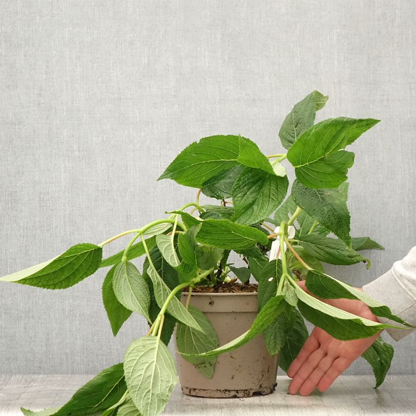 Esimerkki kesällä toimitetusta Kehtohortensia Yoraku Tama 4 litran/5 litran ruukku-taimesta
