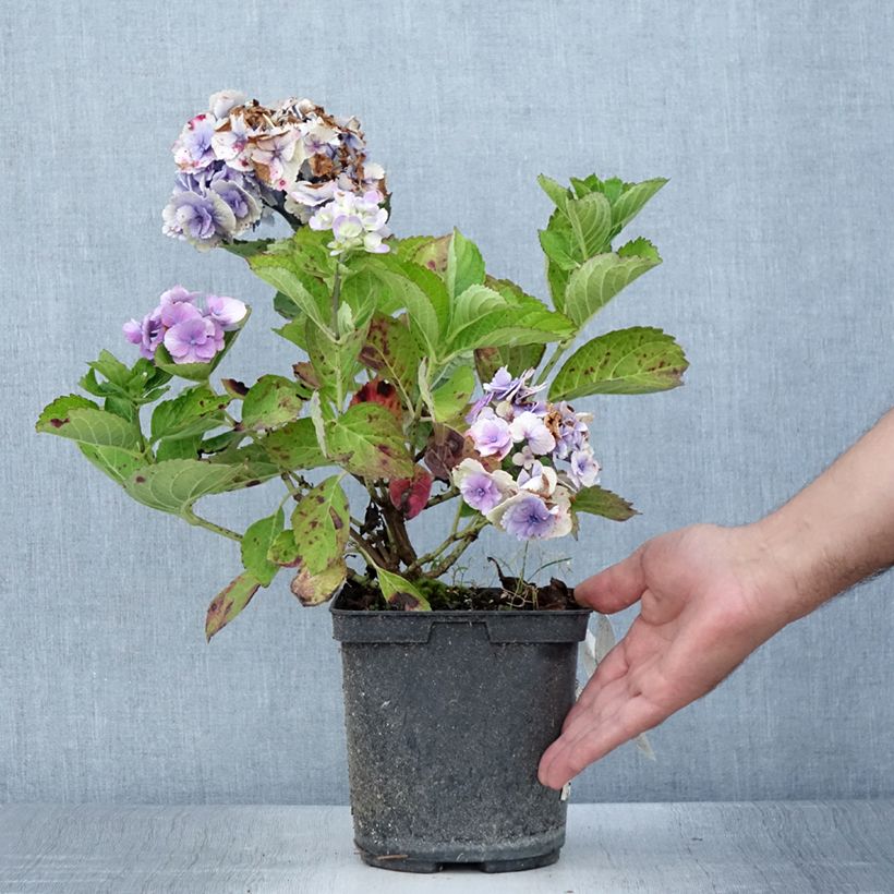 Esimerkki kesällä toimitetusta Jalohortensia Amethyst (Collect ) 3 litran/4 litran ruukku-taimesta
