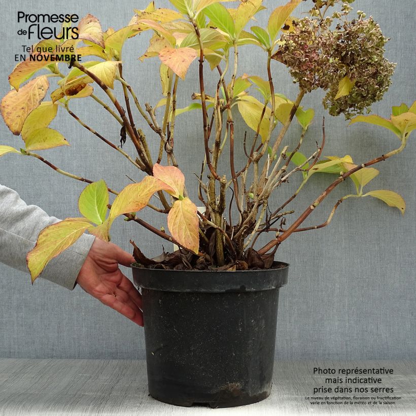 Esimerkki syksyllä toimitetusta Jalohortensia Ayesha 7,5 litran / 10 litran ruukku-taimesta
