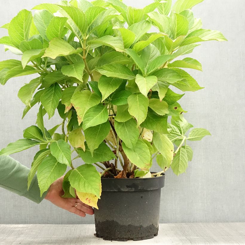 Esimerkki kesällä toimitetusta Jalohortensia Ayesha 7,5 litran / 10 litran ruukku-taimesta