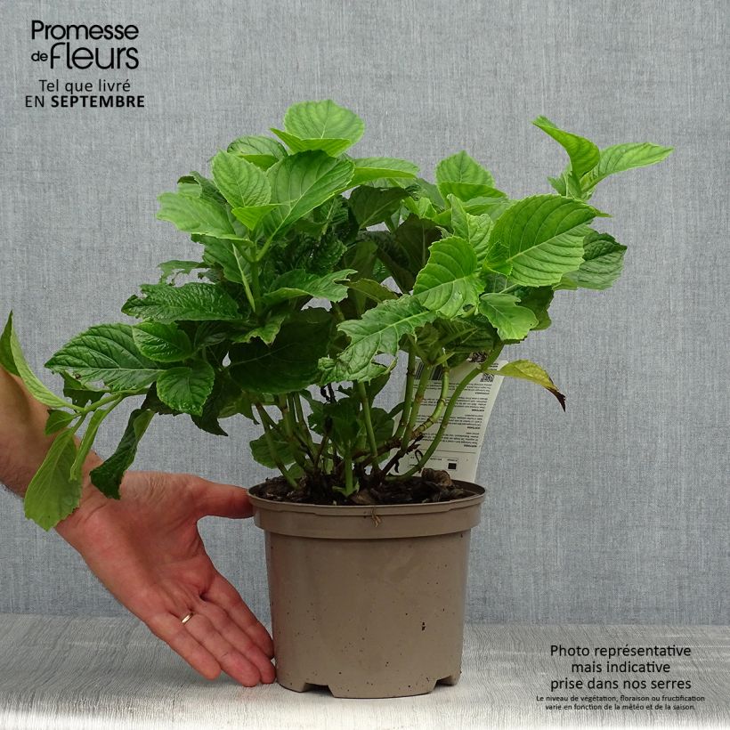 Esimerkki syksyllä toimitetusta Jalohortensia Baron Rouge 2 litran/3 litran ruukku-taimesta