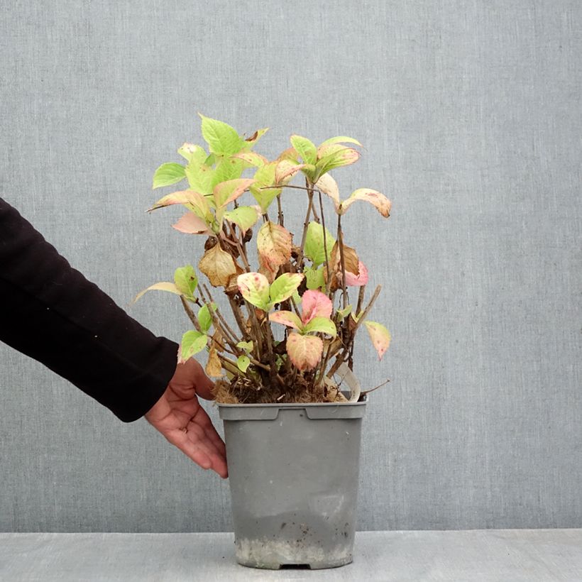 Esimerkki syksyllä toimitetusta Jalohortensia Baron Rouge 4 litran/5 litran ruukku-taimesta