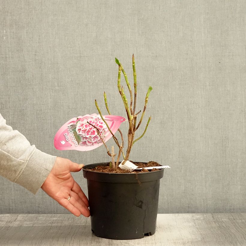 Esimerkki syksyllä toimitetusta Jalohortensia Beautensia Dali 4 litran/5 litran ruukku-taimesta