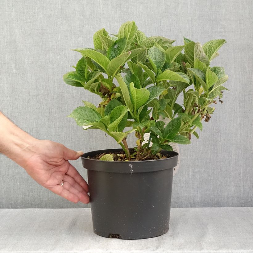 Esimerkki kesällä toimitetusta Jalohortensia Beautensia Dali 4 litran/5 litran ruukku-taimesta