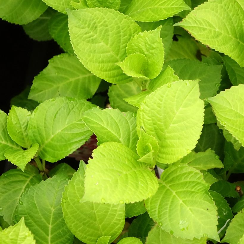 Jalohortensia Beautensia Dali (Lehvistö)
