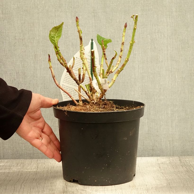 Esimerkki syksyllä toimitetusta Jalohortensia Beautensia Spike 4 litran/5 litran ruukku-taimesta